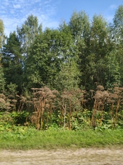 Heracleum sosnowskyi