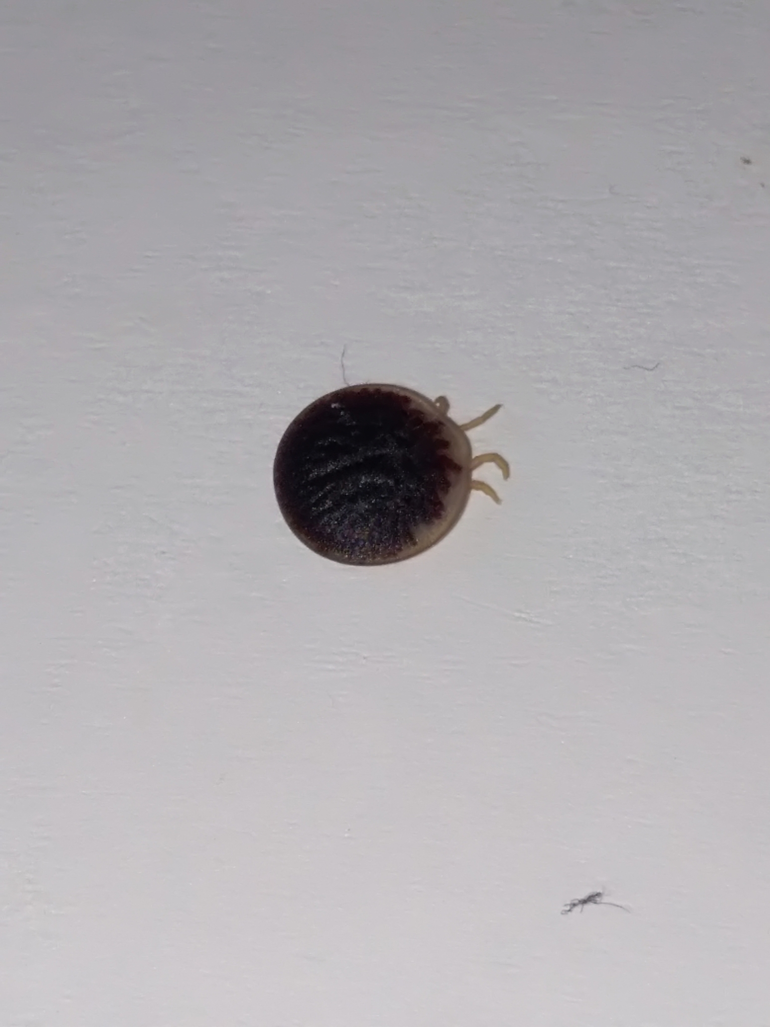 Carios vespertilionis Latreille, 1796