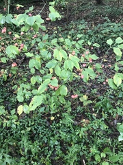 Euonymus atropurpureus