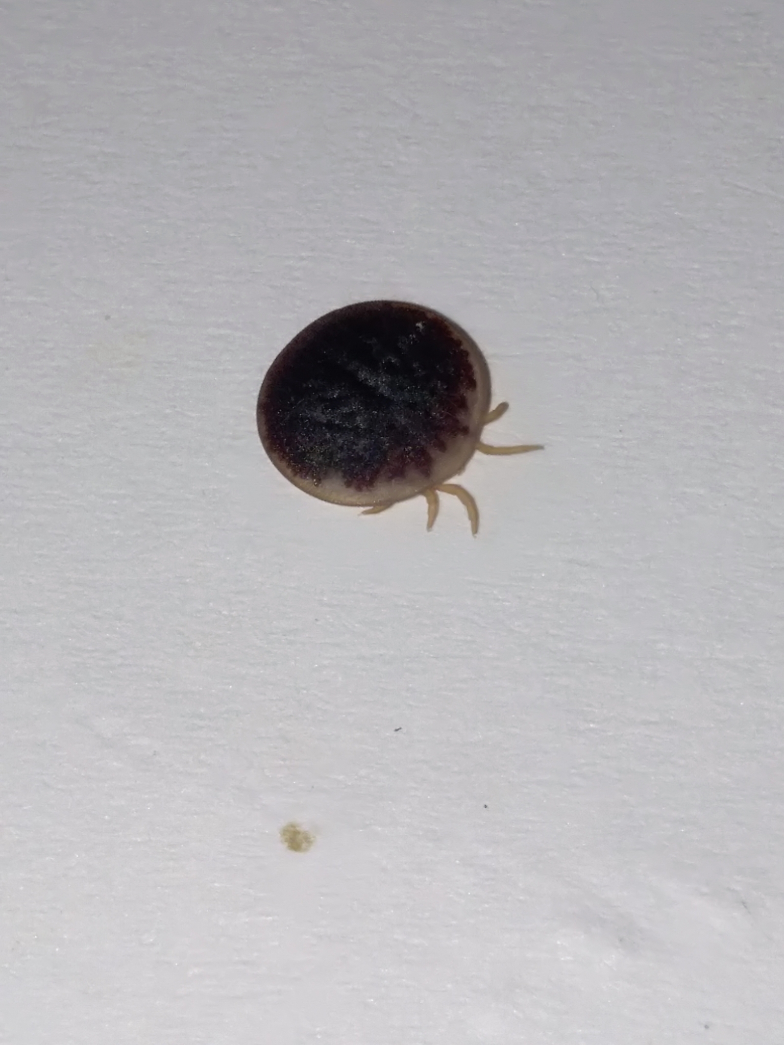 Carios vespertilionis Latreille, 1796