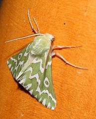 Drepanogynis bifasciata