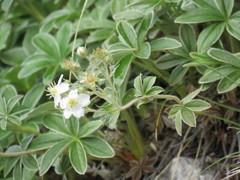 Potentilla alchimilloides