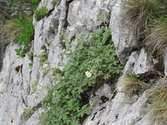 Potentilla alchimilloides