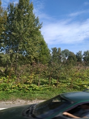 Heracleum sosnowskyi