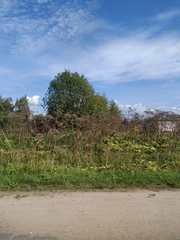 Heracleum sosnowskyi