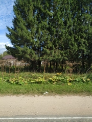 Heracleum sosnowskyi