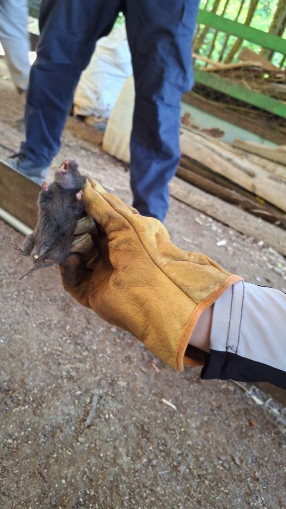 Jalapan Pine Vole