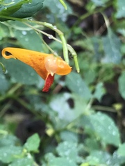 Impatiens capensis