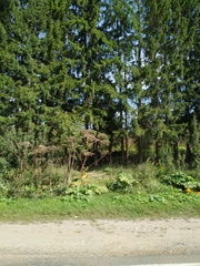 Heracleum sosnowskyi