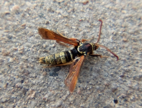 Western Poplar Clearwing Moth photo 3