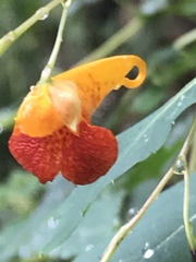 Impatiens capensis