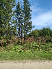 Heracleum sosnowskyi