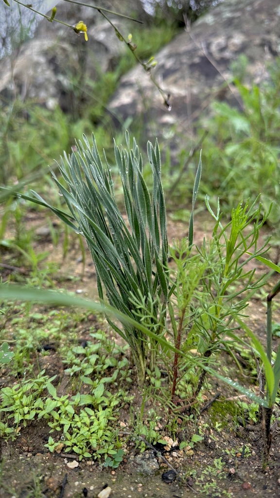 Gethyllis afra, Darling, Darling, Western Cape, ZA