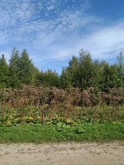 Heracleum sosnowskyi