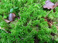 Sphagnum fallax