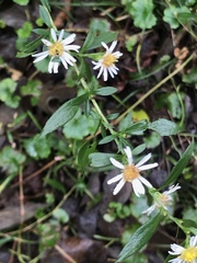 Symphyotrichum lanceolatum