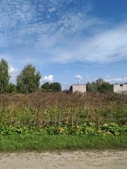 Heracleum sosnowskyi