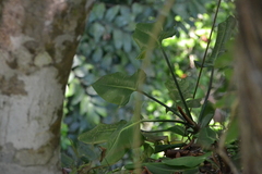 Philodendron sagittifolium