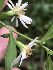 Symphyotrichum lanceolatum