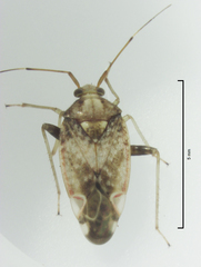 Chinamiris indeclivis