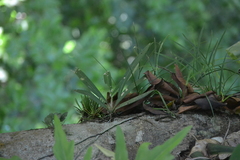 Anthurium friedrichsthalii