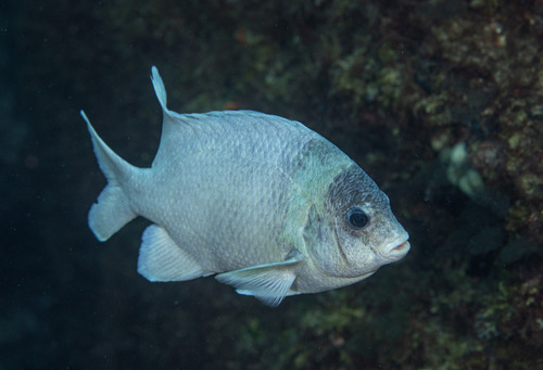 Kermadec scalyfin (Parma kermadecensis) — Pomacentridae — 5