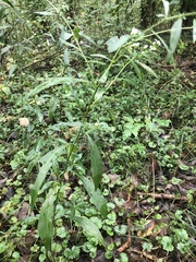 Symphyotrichum lanceolatum