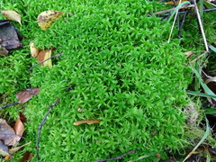Sphagnum fallax