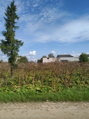 Heracleum sosnowskyi