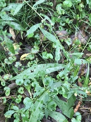 Symphyotrichum lanceolatum