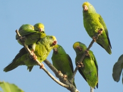 Brotogeris sanctithomae