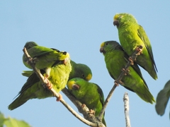 Brotogeris sanctithomae