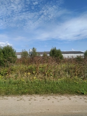 Heracleum sosnowskyi