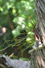 Scaphyglottis longicaulis