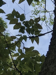 Celtis occidentalis