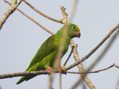 Brotogeris sanctithomae