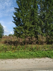 Heracleum sosnowskyi