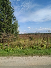 Heracleum sosnowskyi