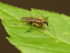 Platypalpus discifer