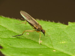 Platypalpus discifer