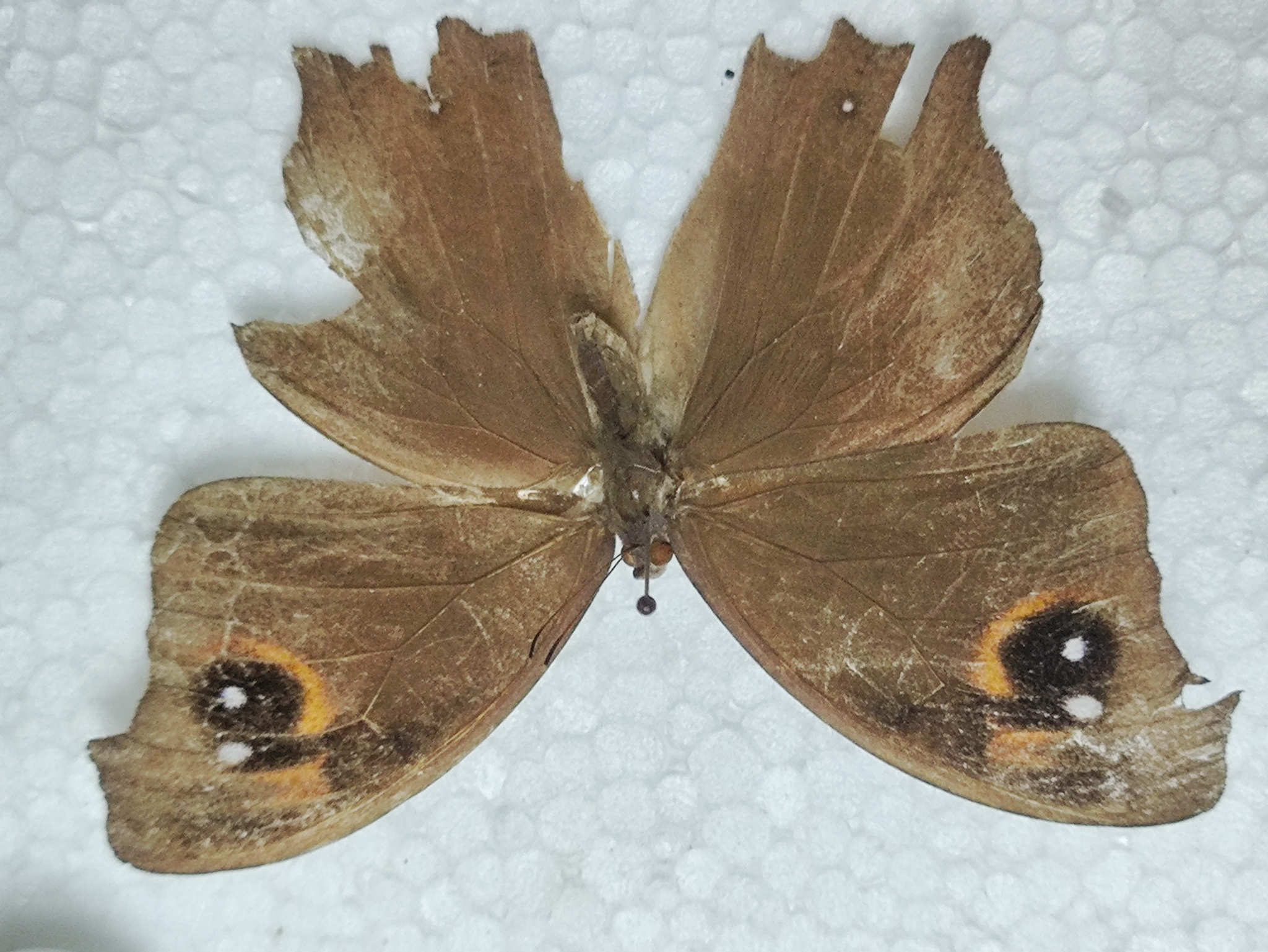 Common Evening Brown