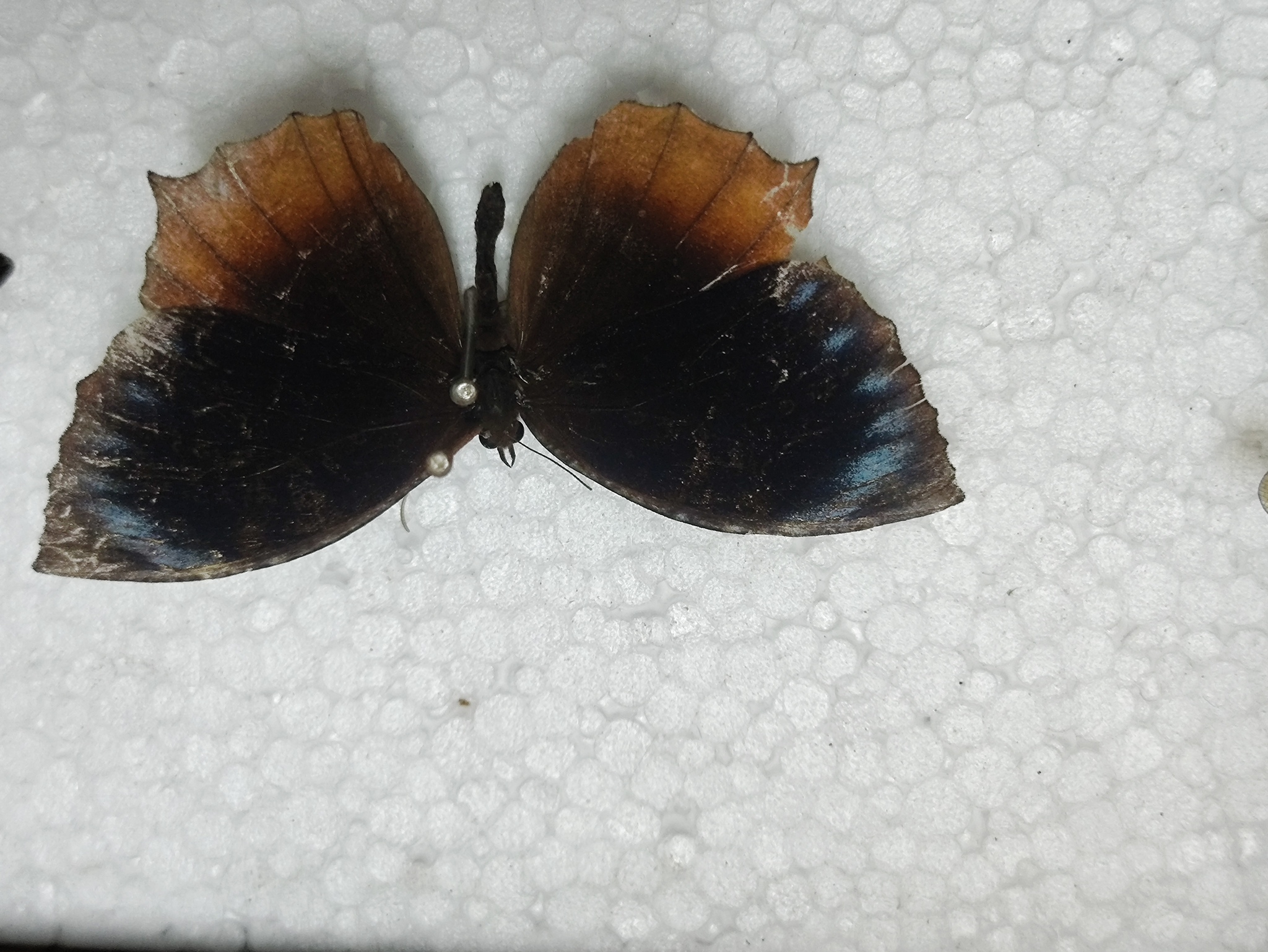 Common Palmfly