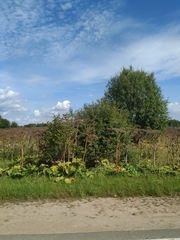 Heracleum sosnowskyi