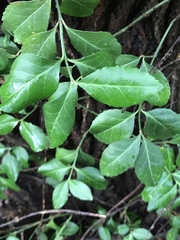 Euonymus fortunei