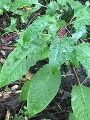 Phytolacca americana