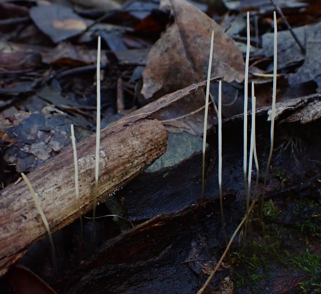Macrotyphula juncea · June 2025 · photo: © beau_meister (iNaturalist, cc-by)
