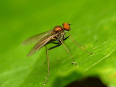 Diaphorinae