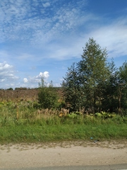 Calamagrostis epigejos