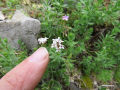Asperula hirta