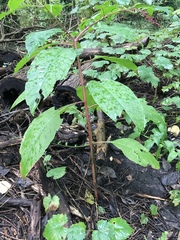 Phytolacca americana